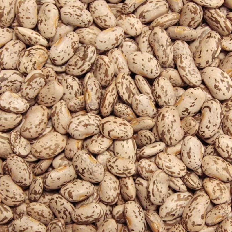 BEAN ‘Quincy Pinto’|6-pack
