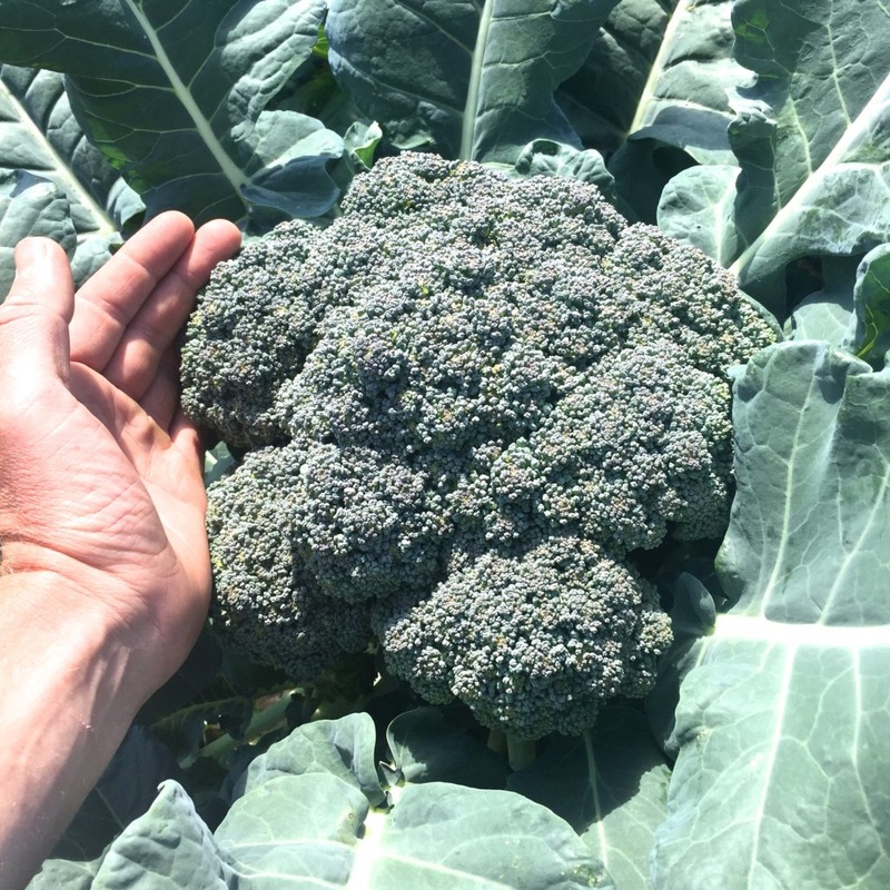 BROCCOLI ‘Island Market’|4″ square pot