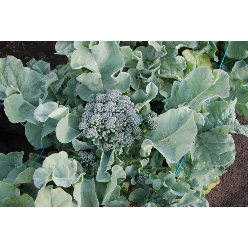 BROCCOLI ‘Piracicaba Non-heading’