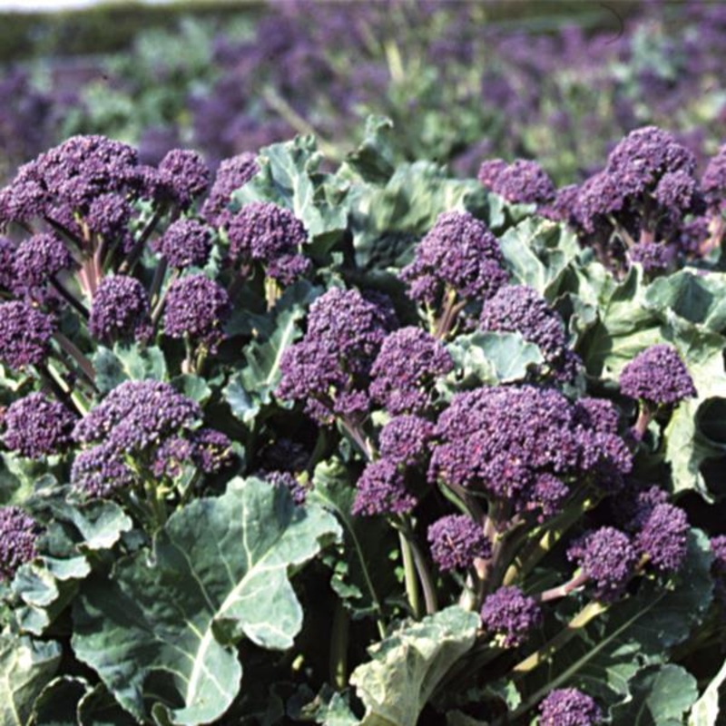 BROCCOLI ‘Rudolph Sprouting’|4″ square pot