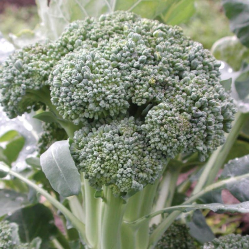 BROCCOLI ‘Thompson’|4″ square pot