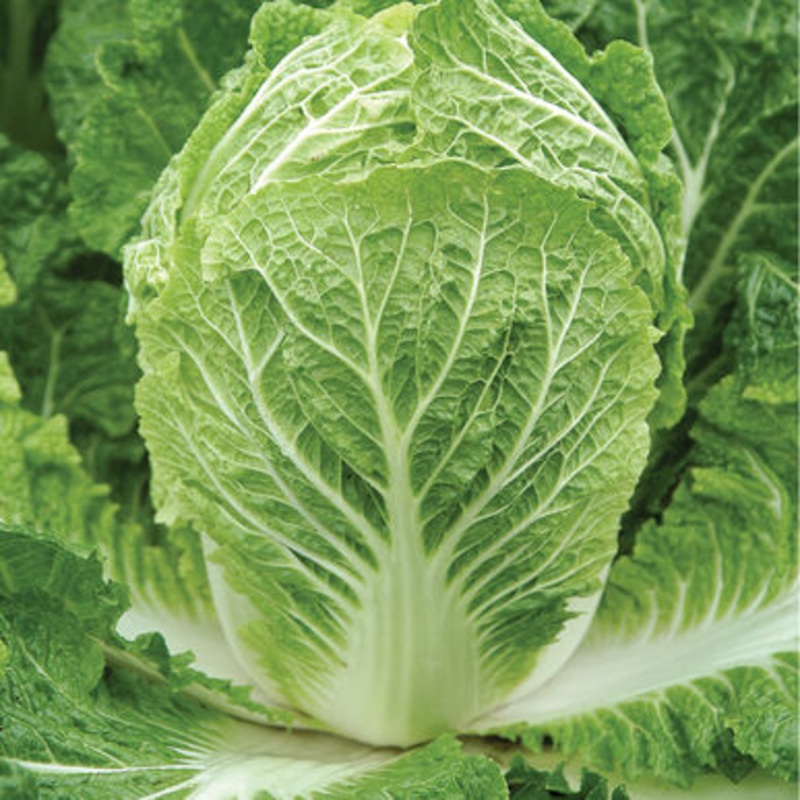 CABBAGE ‘Bilko Napa’|4″ square pot
