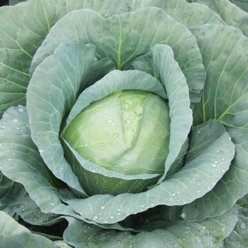 CABBAGE ‘Capture’|4″ square pot