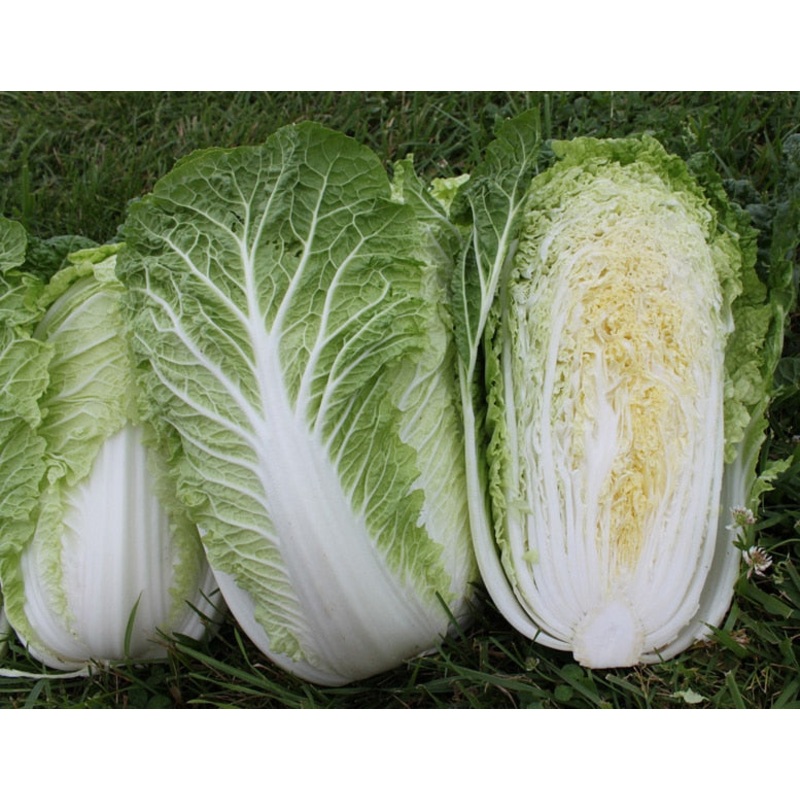 CABBAGE ‘Emiko Napa’|4″ square pot