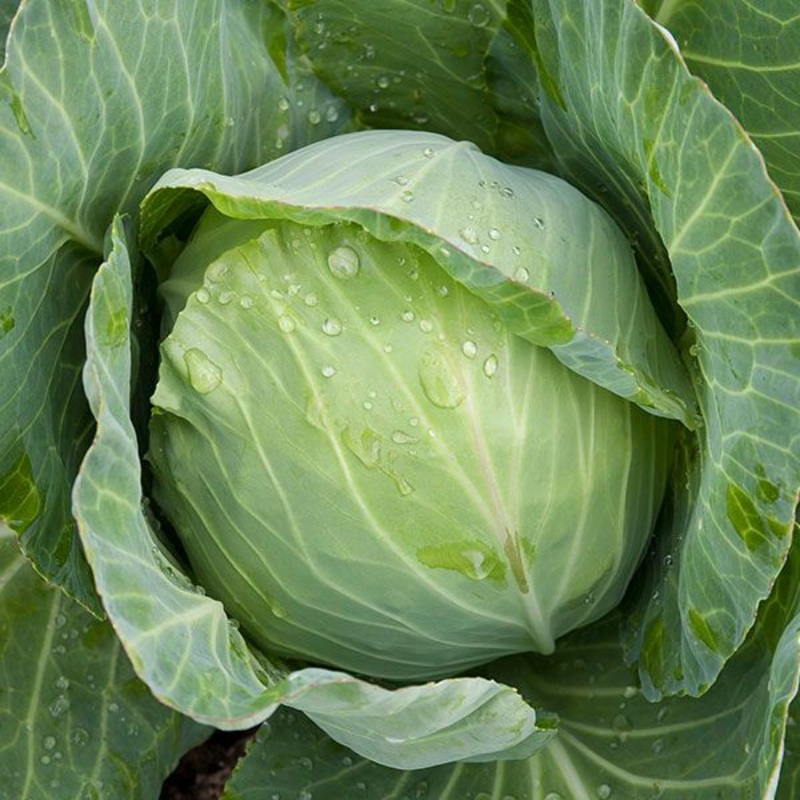 CABBAGE ‘Golden Acre’|4″ square pot