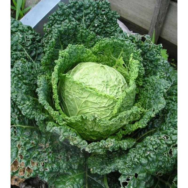 CABBAGE ‘Herald’|4″ square pot