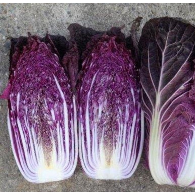 CABBAGE ‘RCC9 Red Napa’|4″ square pot