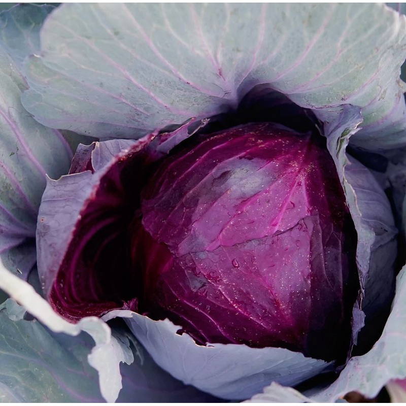 CABBAGE ‘Red Globe’|4″ square pot