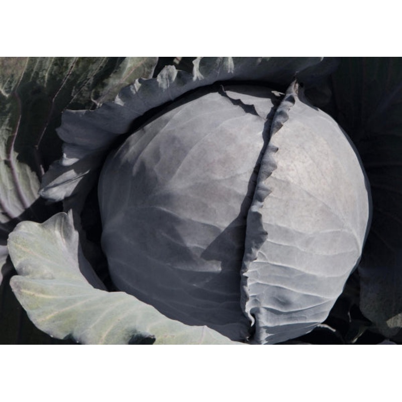 CABBAGE ‘Travero’|4″ square pot