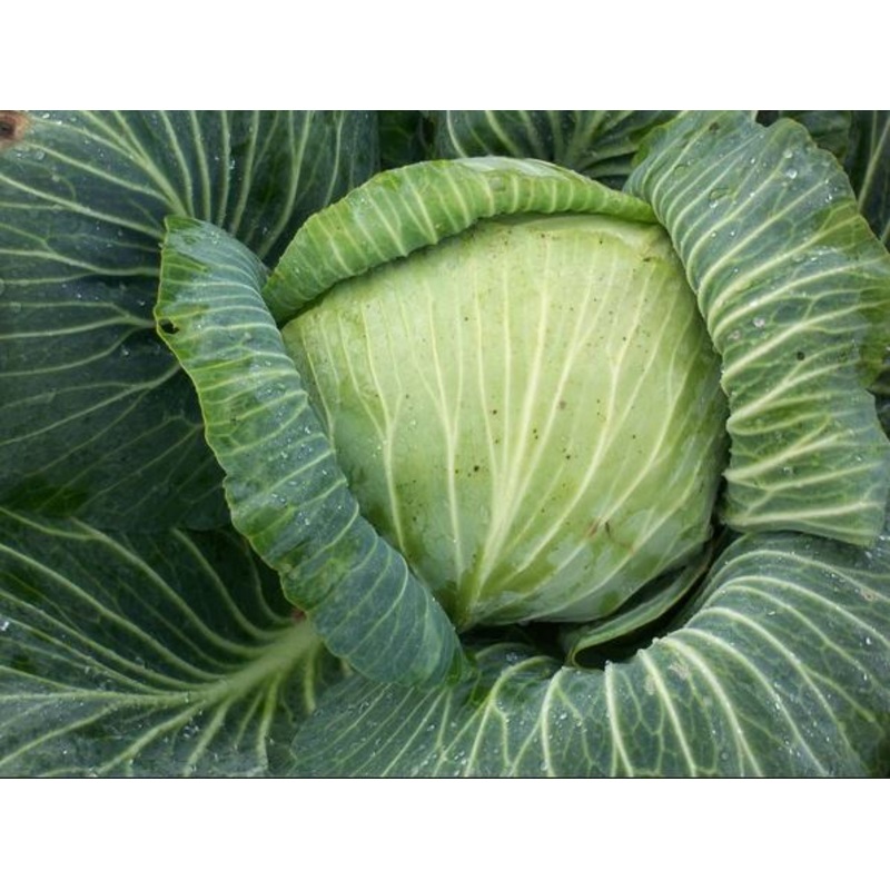CABBAGE ‘Trkis’|4″ square pot