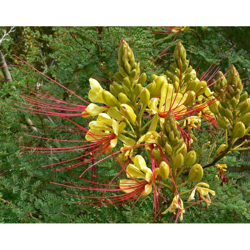 Caesalpinia gilliesii –Yellow Bird of Paradise–