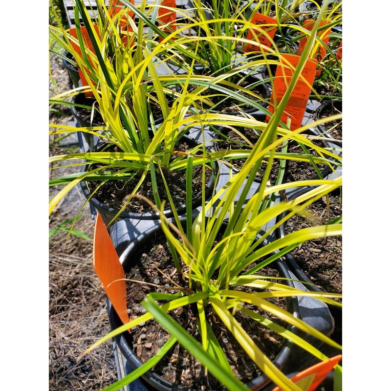 Carex oshimensis –Evergold Sedge–