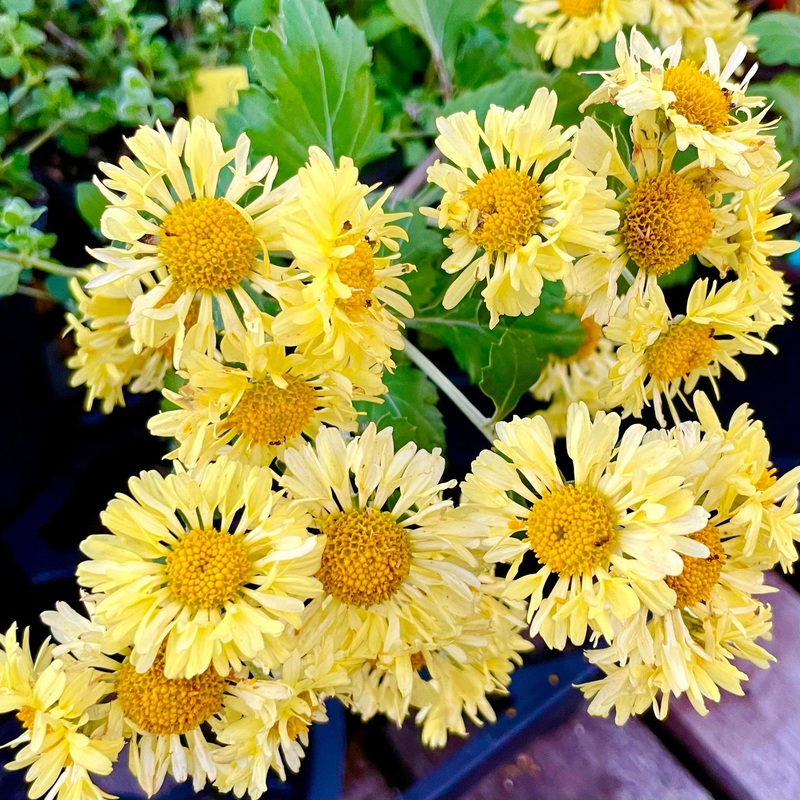 CHRYSANTHEMUM ‘Golden Snowflakes’ –Chrysanthemum–