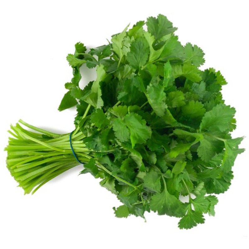 CILANTRO ‘Cruiser’ –Coriandrum sativum–