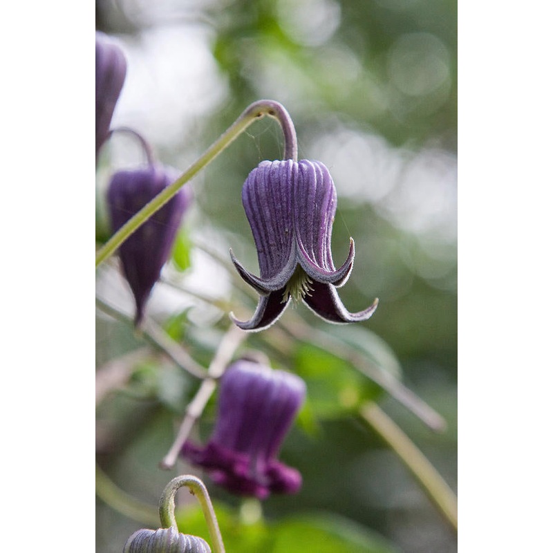 Clematis pitcheri –Purple Leatherflower–