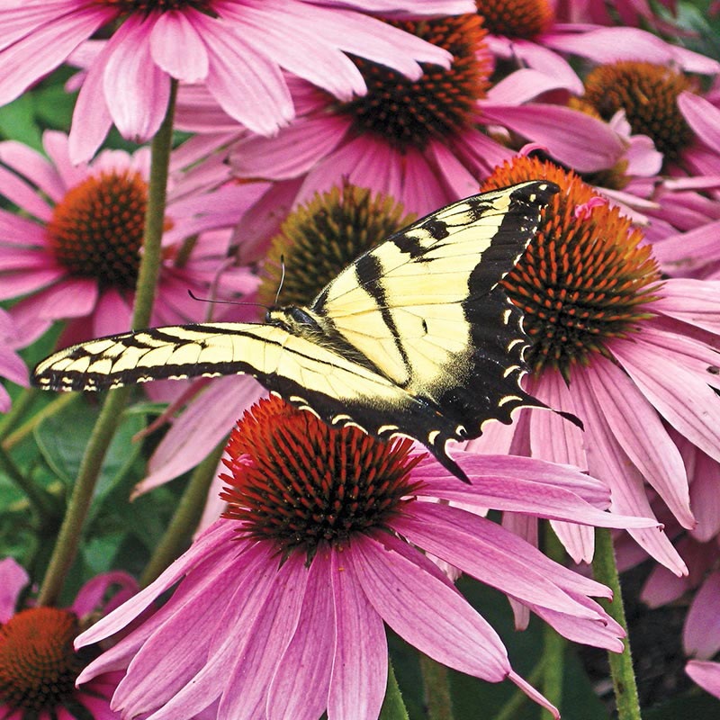 CONEFLOWER ‘Eastern Purple’ –Echinacea purpurea–