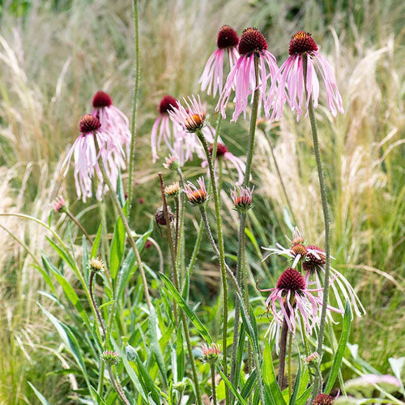 CONEFLOWER ‘Pale Purple’ –Echinacea pallida–