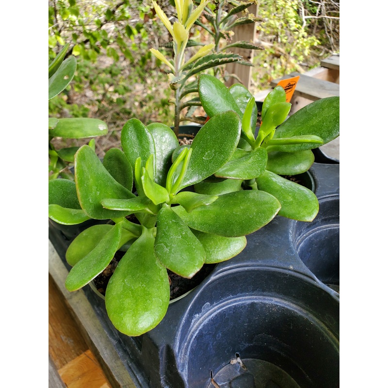 Crassula ovata –Lime Jade Plant–