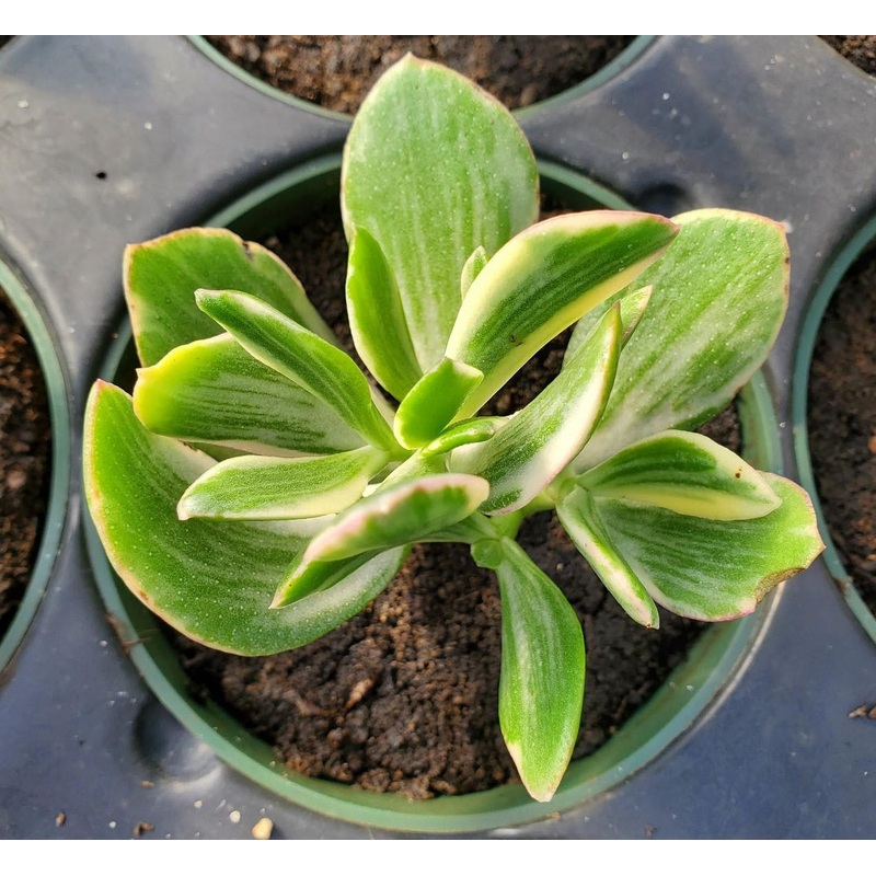 Crassula ovata ‘Variegata’ –White Variegated Jade Plant–