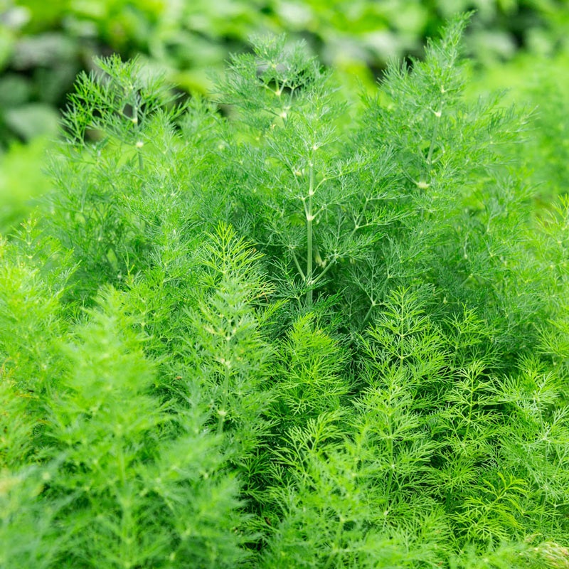 DILL ‘Delight’ –Anethum graveolens–