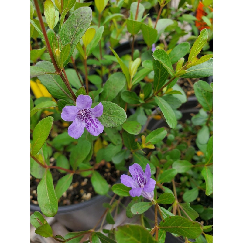 Dyschoriste linearis –Wide Leaf Snake Herb–