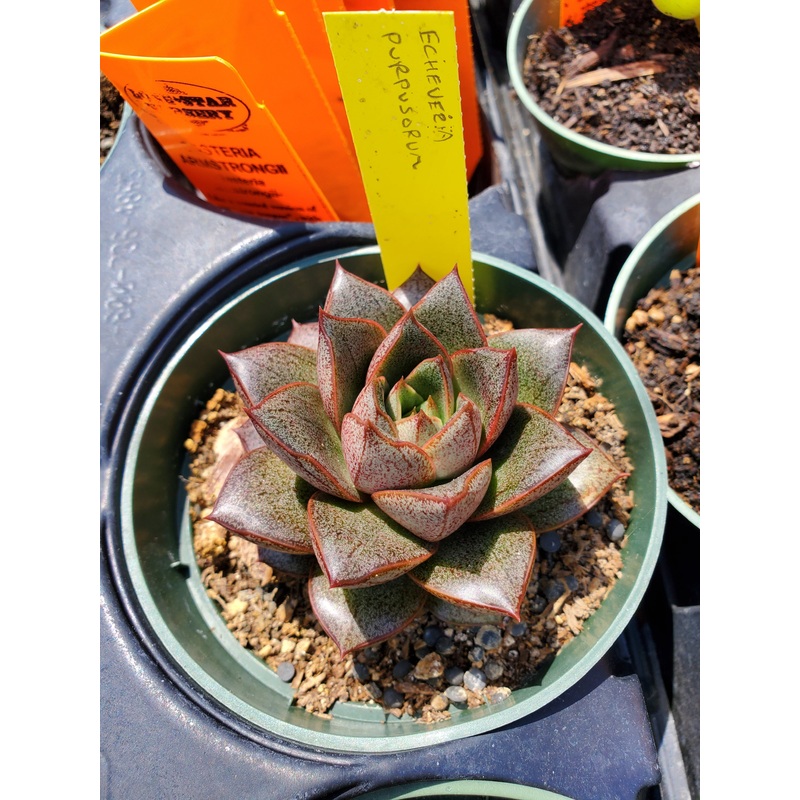 Echeveria purpusorum|4″ round pot