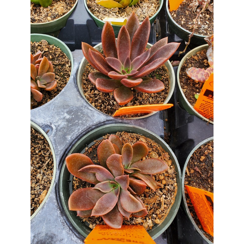 Echeveria ‘Serrana’|4″ round pot