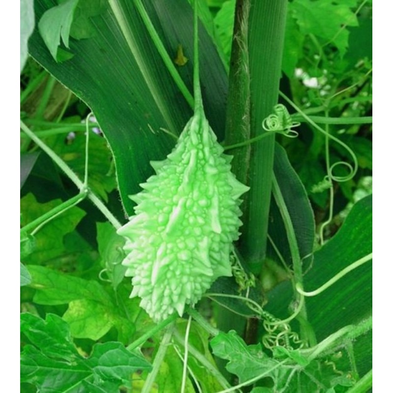 EDIBLE GOURD ‘Abashi Bitter Melon’ –Lagenaria siceraria–