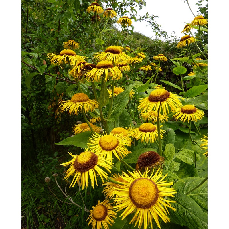 ELECAMPANE ‘Magnifica’ –Inula magnifica–