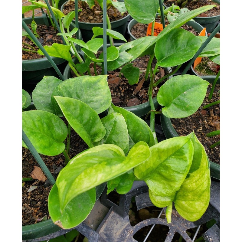Epipremnum aureum –Emerald Pothos–
