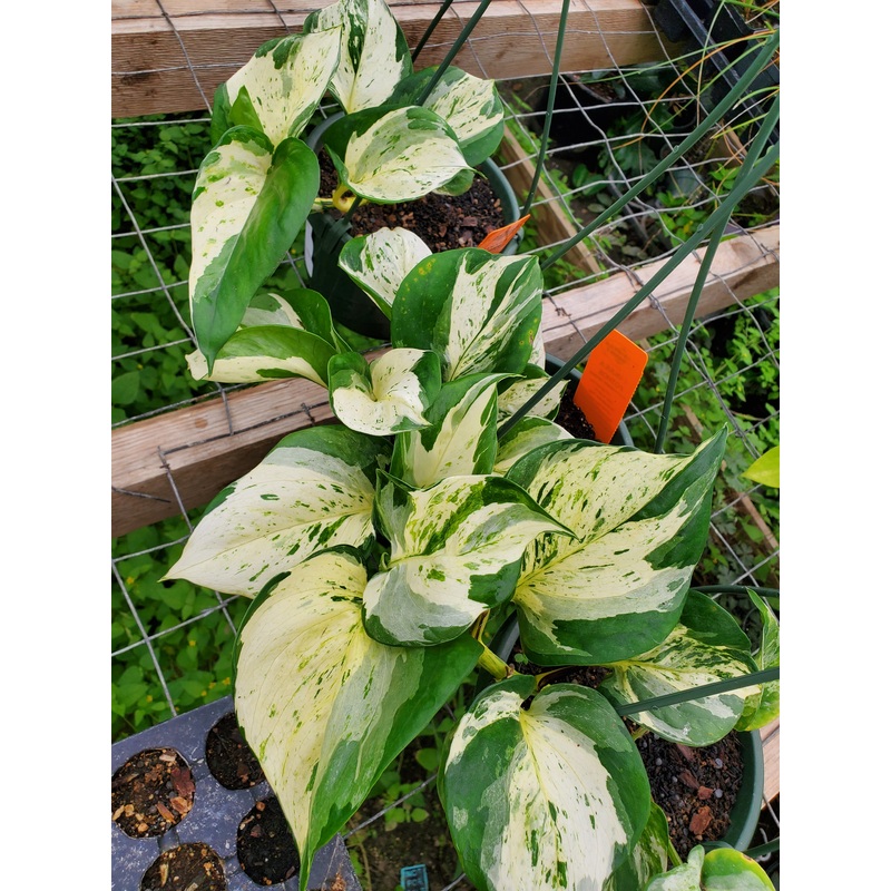 Epipremnum aureum –Manjula Pothos–