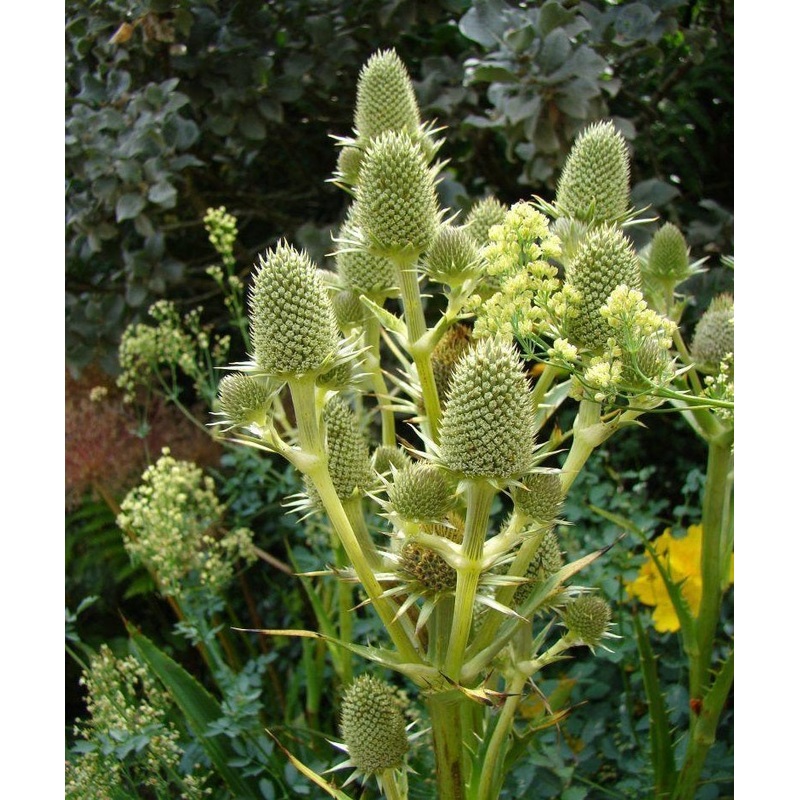 Eryngium agavifolium –Agave-Leaf Sea Holly–