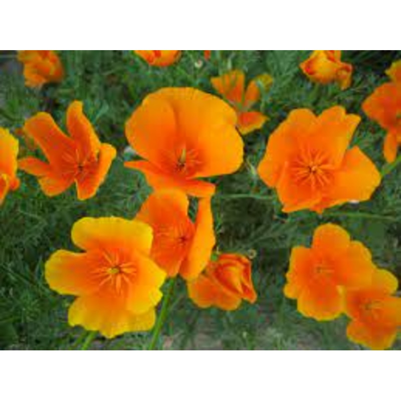 Eschscholzia californica –California Orange Poppy–