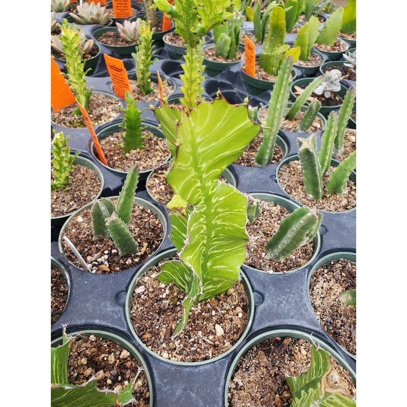 Euphorbia bougheyi x pseudocactus ‘Sunrise’