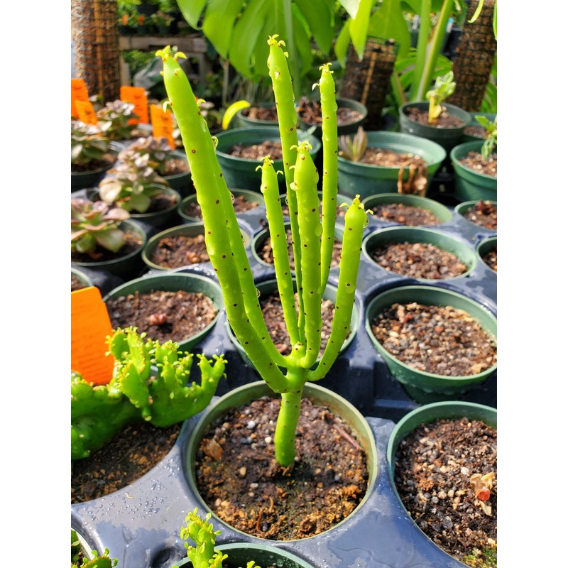Euphorbia leucodendron –Cat Tail Euphorbia–