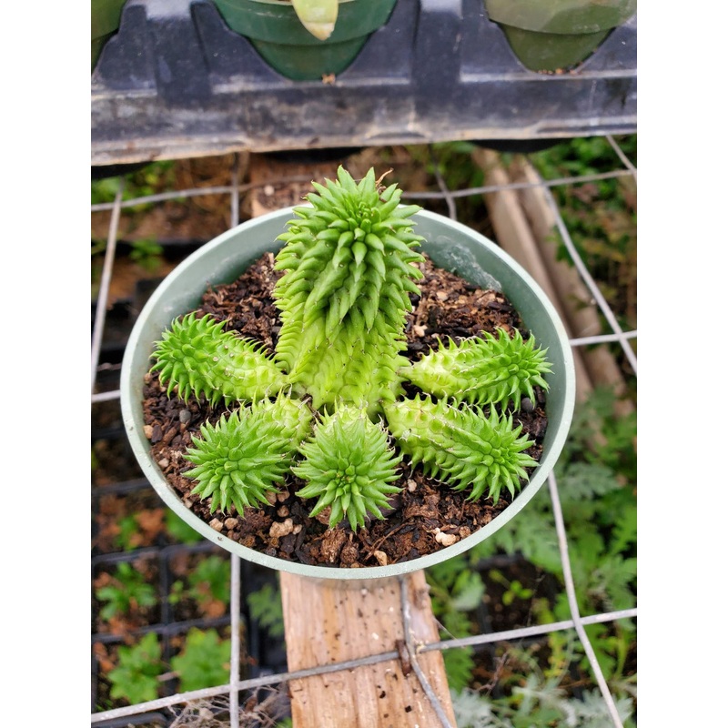 Euphorbia susannae –Suzanne’s Spurge–