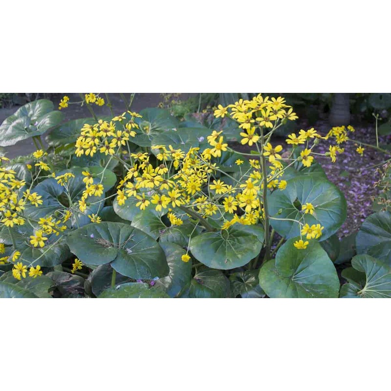 Farfugium japonicum ‘Giganteum’ –Giant Leopard Plant–