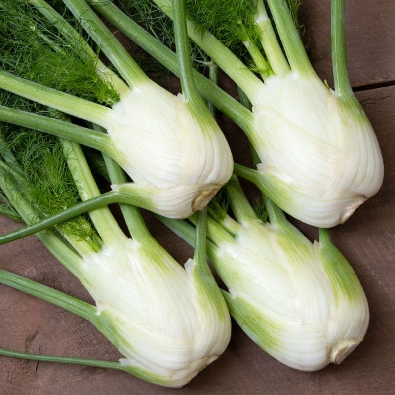 FENNEL ‘Dragon’ –Foeniculum vulgare–