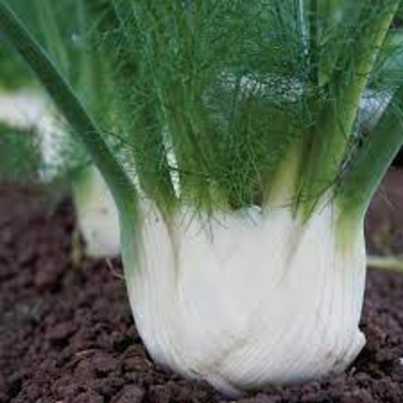 FENNEL ‘Finale’ –Foeniculum vulgare–