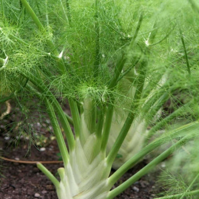 FENNEL ‘Florence’ –Foeniculum vulgare–