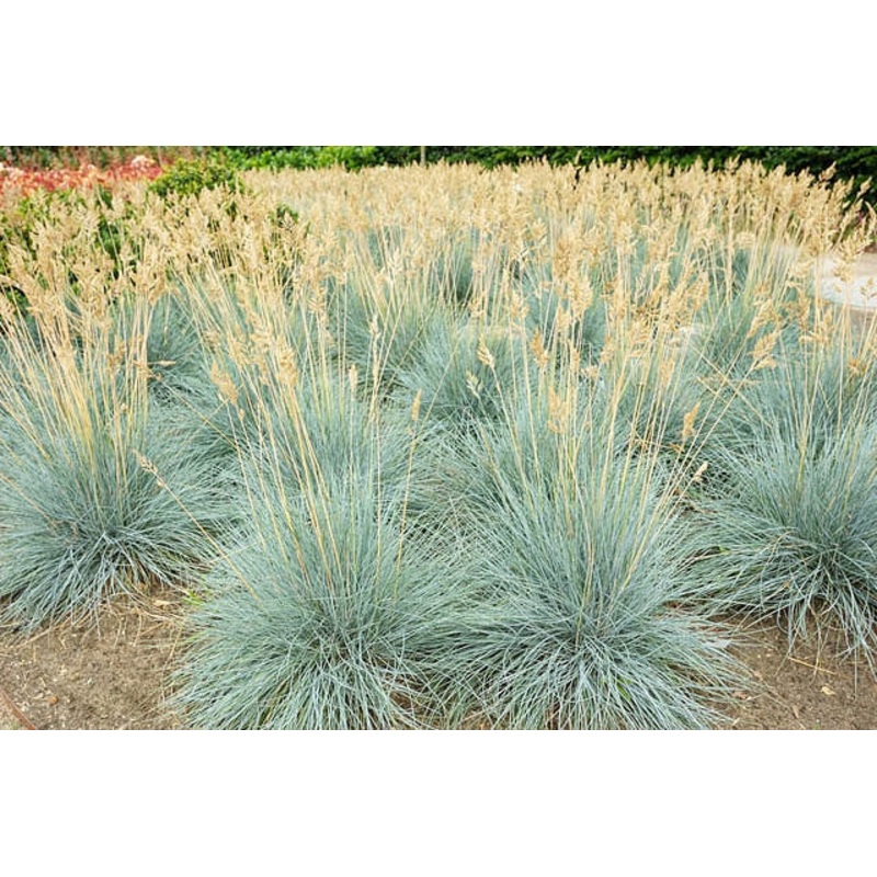 Festuca glauca –Blue Fescue Grass–