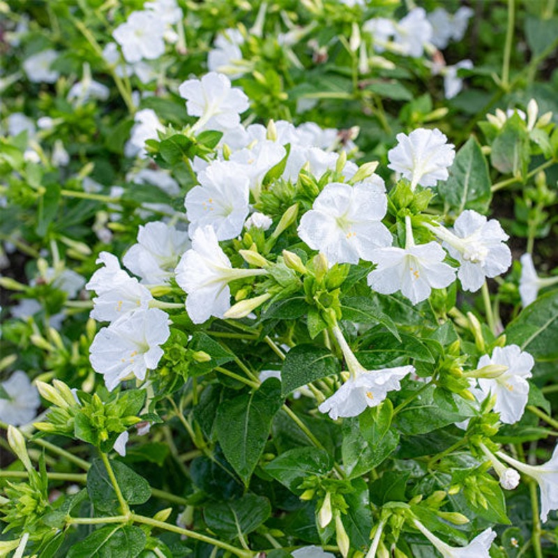 FOUR O’CLOCK ‘White’ –Mirabilis jalapa–