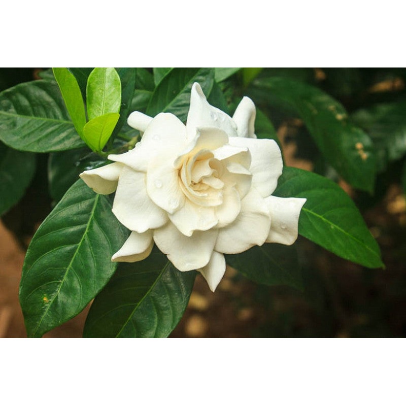 Gardenia jasminoides –Cape Jasmine–