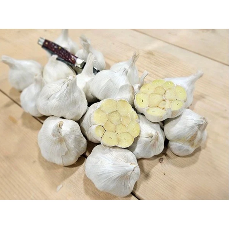 GARLIC ‘Early Italian Purple’ –Allium sativum–