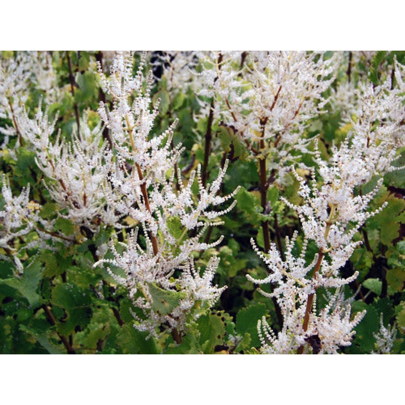 GINGER BUSH –Tetradenia riparia–
