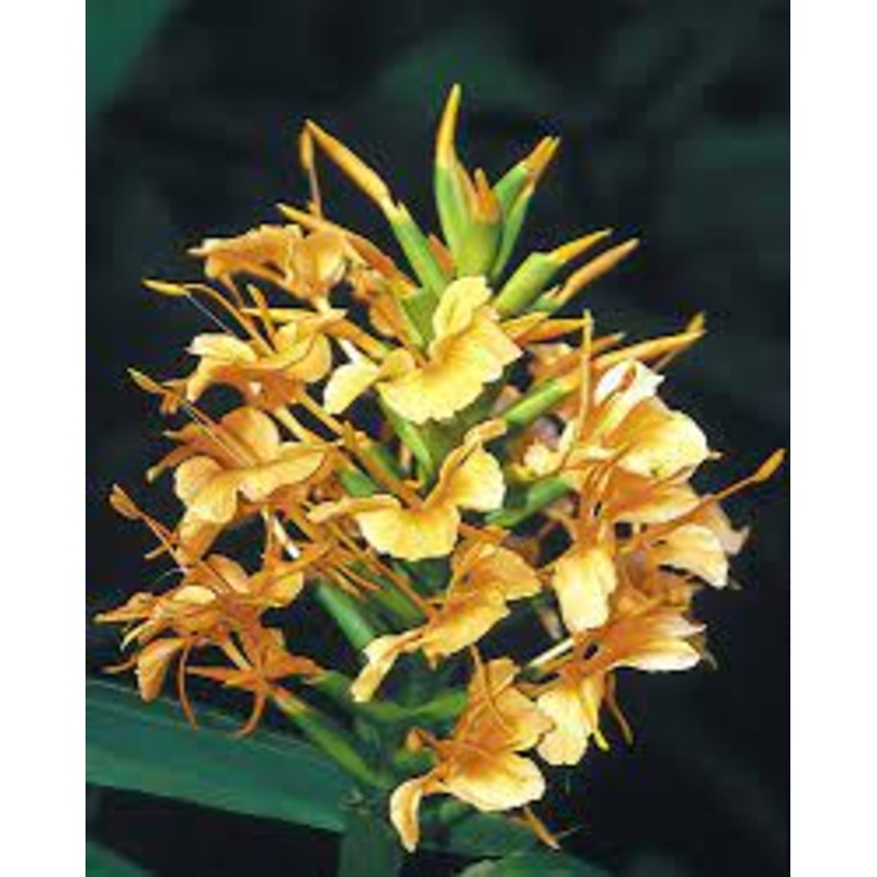 GINGER LILY ‘Kin gi’ –Hedychium x.–