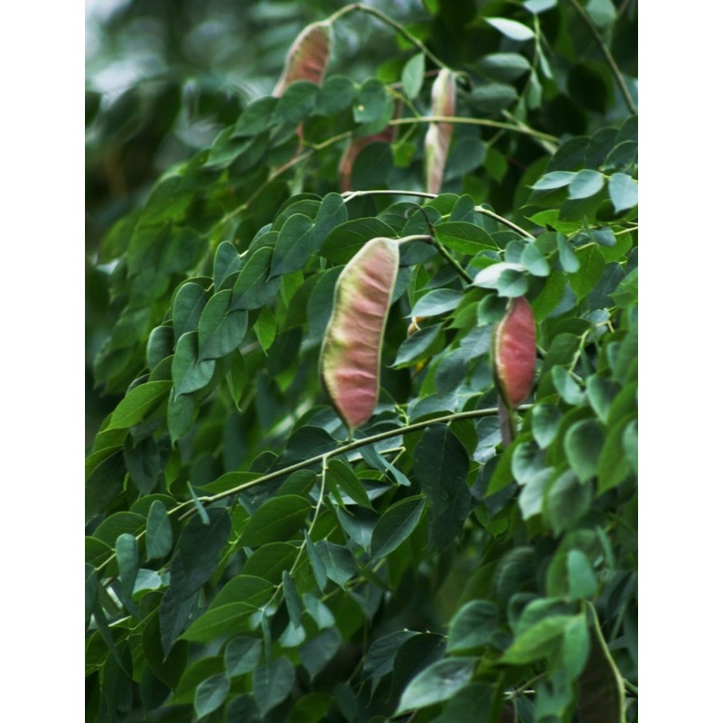 Gymnocladus dioicus –Kentucky CoffeeTree–
