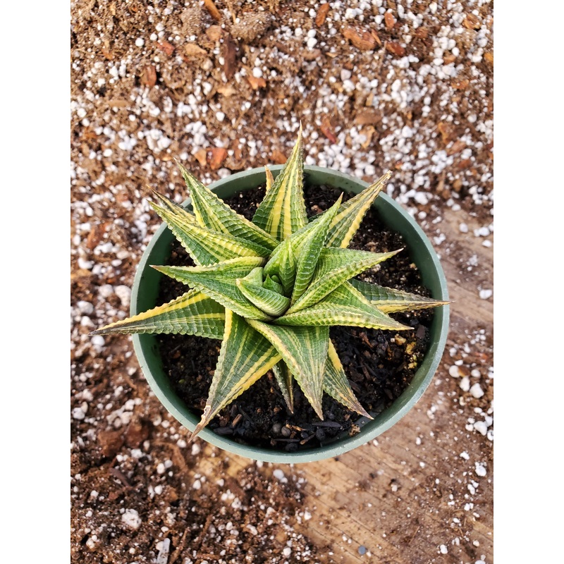 Haworthia limifolia ‘Variegata’ –Fairy Washboard Haworthia–