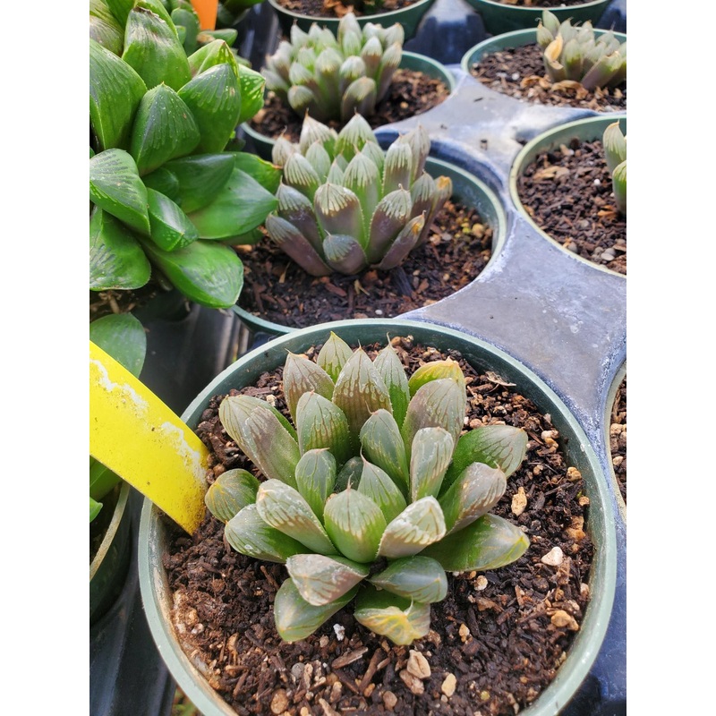 Haworthia obtusa ‘Purple’|4″ round pot