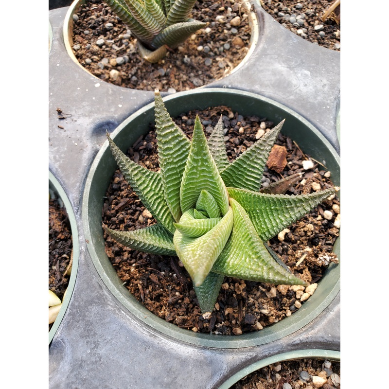 Haworthiopsis limifolia –Green Fairy Washboard Haworthia–